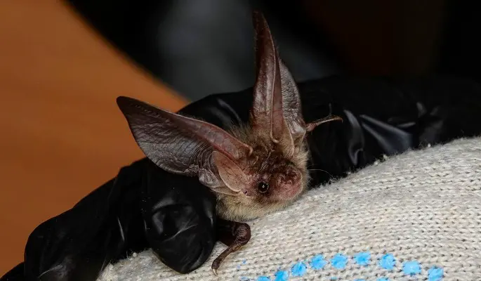В Москве активизировались летучие мыши