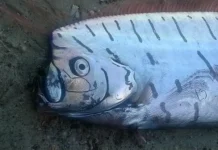 Сибил Робертсон раскрывает тайны сельдяного короля Института Тасмании sibil robertson raskryvaet tajny seldyanogo korolya instituta tasmanii-uralnovosti-ru-0