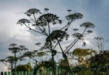 andrej dorohov i rtu mirea delyatsya opytom borby s borshhevikom-uralnovosti-ru-0