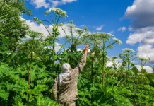 Госдума и Россельхознадзор усиливают борьбу с борщевиком Сосновского в России gosduma i rosselhoznadzor usilivayut borbu s borshhevikom sosnovskogo v rossii-uralnovosti-ru-0