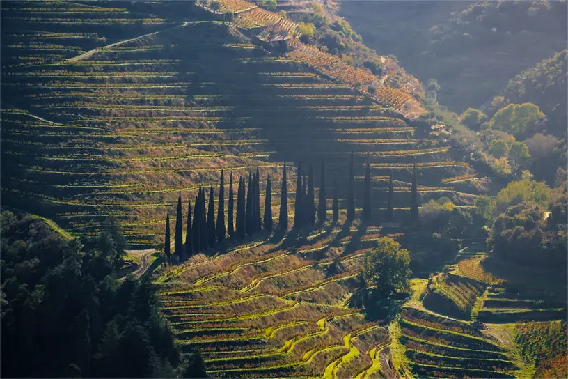 CNA и Avadouriense выступают за справедливость в производстве портвейна-0