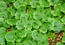 Ишизаки Кимицунэ и Университет Кобе объясняют влияние Marchantia polymorpha на восприятие растений ishizaki kimiczune i universitet kobe obyasnyayut vliyanie na vospriyatie rastenij-uralnovosti-ru-0