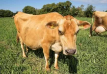 issledovanie massimo bionaza o bezopasnom ispolzovanii konoplyanyh othodov dlya korov-uralnovosti-ru-0