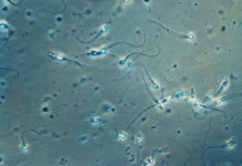 kaczuhiko hayashi i o poyavlenii laboratornyh spermatozoidov v osake-uralnovosti-ru-0