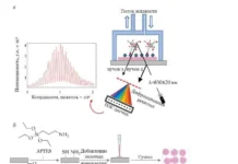 МФТИ, Елена Комедчикова и Институт биофизики будущего улучшают анализ ДНК mfti elena komedchikova i institut biofiziki budushhego uluchshayut analiz dnk-uralnovosti-ru-0