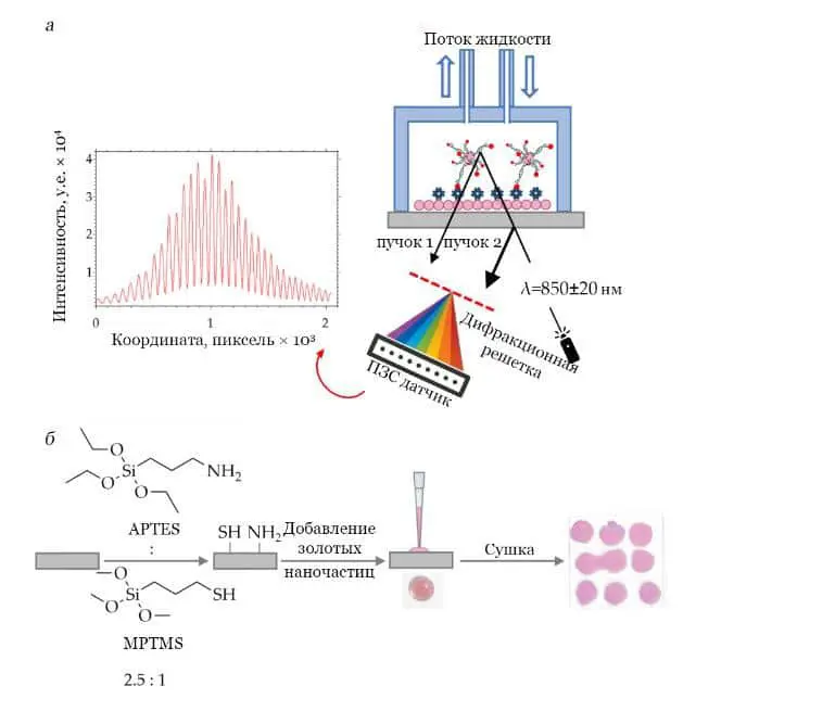 МФТИ, Елена Комедчикова и Институт биофизики будущего улучшают анализ ДНК-0