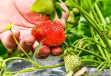 Владимир Викулов предложил методы защиты клубники от дождей по данным Романа Вильфанда vladimir vikulov predlozhil metody zashhity klubniki ot dozhdej po dannym romana vilfanda-uralnovosti-ru-0