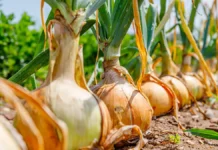 Александр Чусов удивил Москву гигантской луковицей в Аптекарском огороде aleksandr chusov udivil moskvu gigantskoj lukoviczej v aptekarskom ogorode-uralnovosti-ru-0