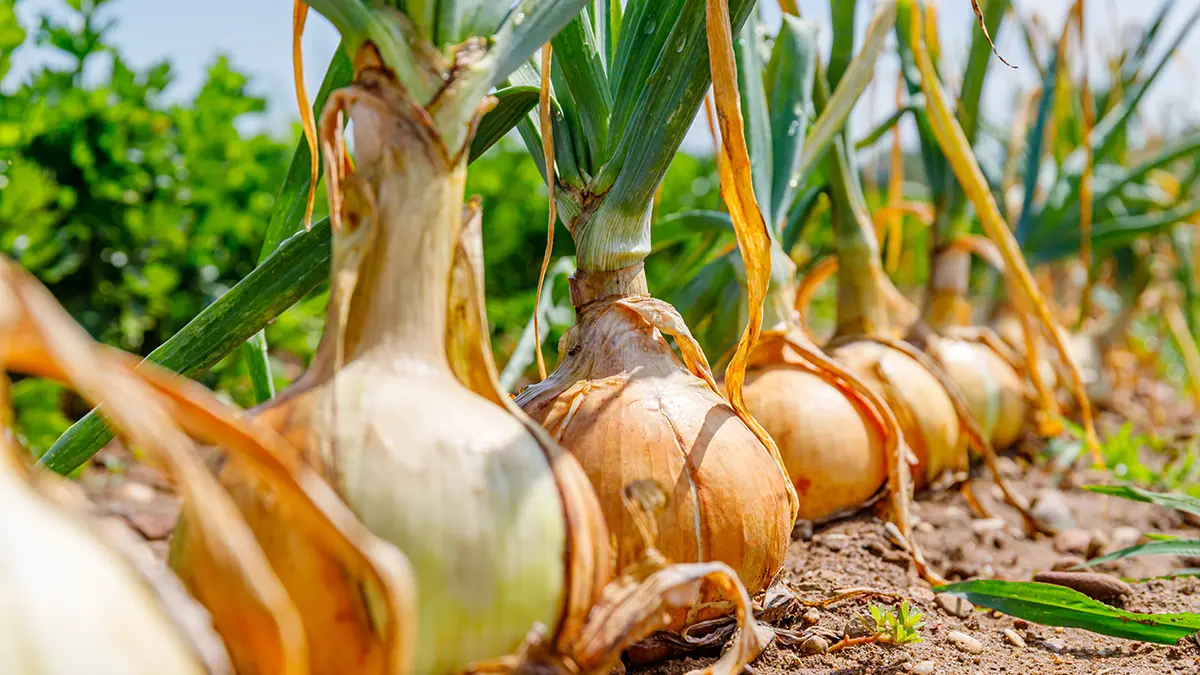Гигантовод Чусов доставил знаменитую луковицу на фотосессию в Аптекарский огород