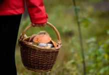 Поисковые отряды Тульской, Липецкой и Ленинградской областей решают проблемы связи poiskovye otryady tulskoj lipeczkoj i leningradskoj oblastej reshayut problemy svyazi-uralnovosti-ru-0