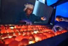 Росптицесоюз и Минсельхоз на пути к стабильным ценам на рынке яиц rospticzesoyuz i minselhoz na puti k stabilnym czenam na rynke yaicz-uralnovosti-ru-0