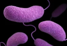 CDC сообщает о мерах защиты от Vibrio vulnificus на побережье soobshhaet o merah zashhity ot na poberezhe-uralnovosti-ru-0