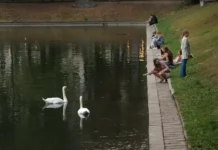 Советы Вадима Мишина из Орнитария о безопасном кормлении уток sovety vadima mishina iz ornitariya o bezopasnom kormlenii utok-uralnovosti-ru-0