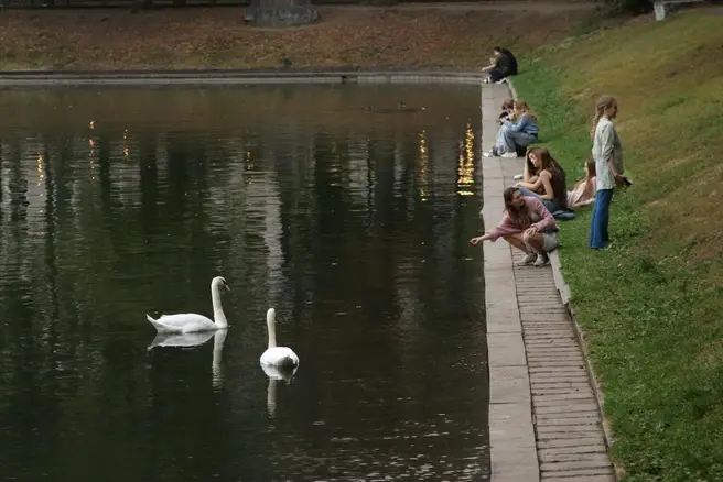 Можно ли кормить птиц хлебом или они от этого умрут? Орнитолог — о мифах и правде | Источник: Татьяна Спиридонова / MSK1.RU