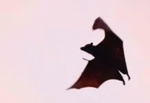 svetlana akulova i moskovskij zoopark rasskazali chto delat pri vstreche s letuchej myshyu-uralnovosti-ru-0