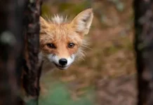 v pribajkale obsuzhdayut olhonskuyu polevku tatyanu desyatovu i sudby lisy i mashi-uralnovosti-ru-0