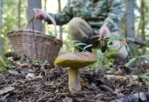 Александр Шавров найден благодаря поисковикам «Лиза Алерт» и «Отклик» aleksandr shavrov najden blagodarya poiskovikam liza alert i otklik-uralnovosti-ru-0