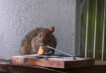 Жизнь в море в Золотой век парусного флота Коричневая крыса возле мышеловки
