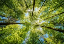 Мария Комбарова из ПНИПУ дала рекомендации для безопасных прогулок в лесу mariya kombarova iz pnipu dala rekomendaczii dlya bezopasnyh progulok v lesu-uralnovosti-ru-0