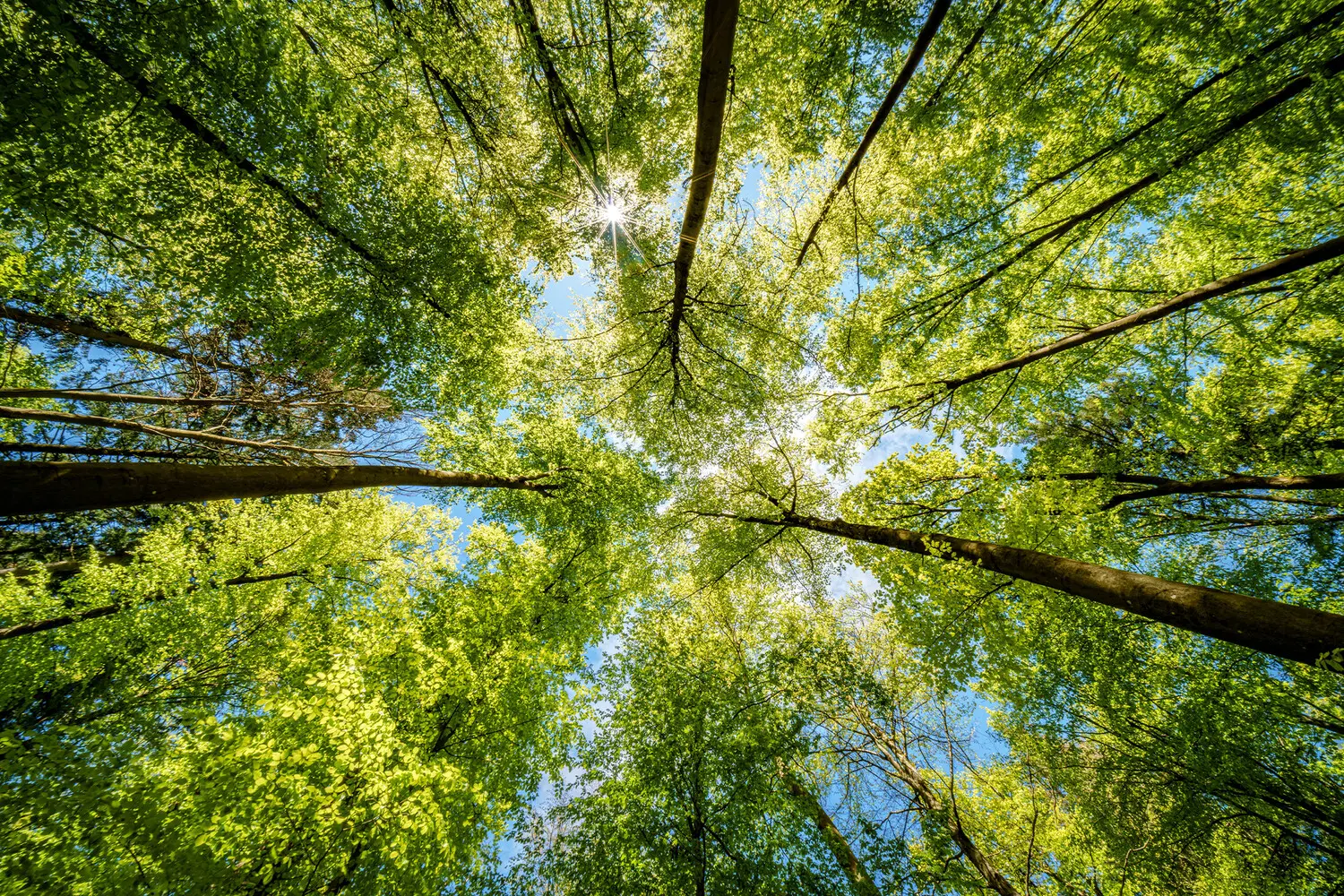 Мария Комбарова из ПНИПУ дала рекомендации для безопасных прогулок в лесу-0