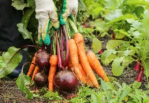 Московский урожай включает конкурс, премии и инициативы департамента moskovskij urozhaj vklyuchaet konkurs premii i inicziativy departamenta-uralnovosti-ru-0