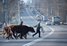 Наталья Костенко и Дмитрий Патрушев сообщают о ужесточении штрафов по КоАП РФ natalya kostenko i dmitrij patrushev soobshhayut o uzhestochenii shtrafov po koap rf-uralnovosti-ru-0