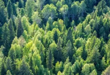 Оптимистичные выводы новых исследований о влиянии цезия-137 на Кольскую АЭС optimistichnye vyvody novyh issledovanij o vliyanii czeziya137 na kolskuyu aes-uralnovosti-ru-0