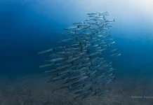 Сезонный апвеллинг в Панамском заливе прерывается после 40 лет исследовательской работы STRI sezonnyj apvelling v panamskom zalive preryvaetsya posle 40 let issledovatelskoj raboty -uralnovosti-ru-0