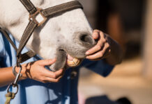 Ветеринар, осматривающий ротовую полость лошади