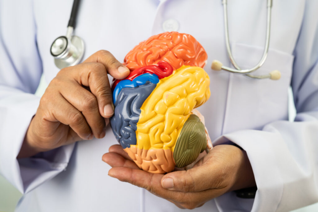 Врач с моделью анатомии мозга