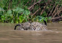 Жизнь среди ленивцев и ягуаров на пути между Амазонией и Сан-Паулу zhizn sredi lenivczev i yaguarov na puti mezhdu amazoniej i sanpaulu-uralnovosti-ru-0