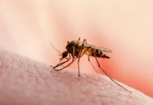 Как избежать укусов мошек и наслаждаться отдыхом во Вьетнаме kak izbezhat ukusov moshek i naslazhdatsya otdyhom vo vetname-uralnovosti-ru-0