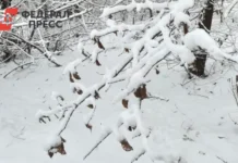 Минсельхоз Шинделов мобилизует районы Новосибирской области для помощи аграриям minselhoz shindelov mobilizuet rajony novosibirskoj oblasti dlya pomoshhi agrariyam-uralnovosti-ru-0