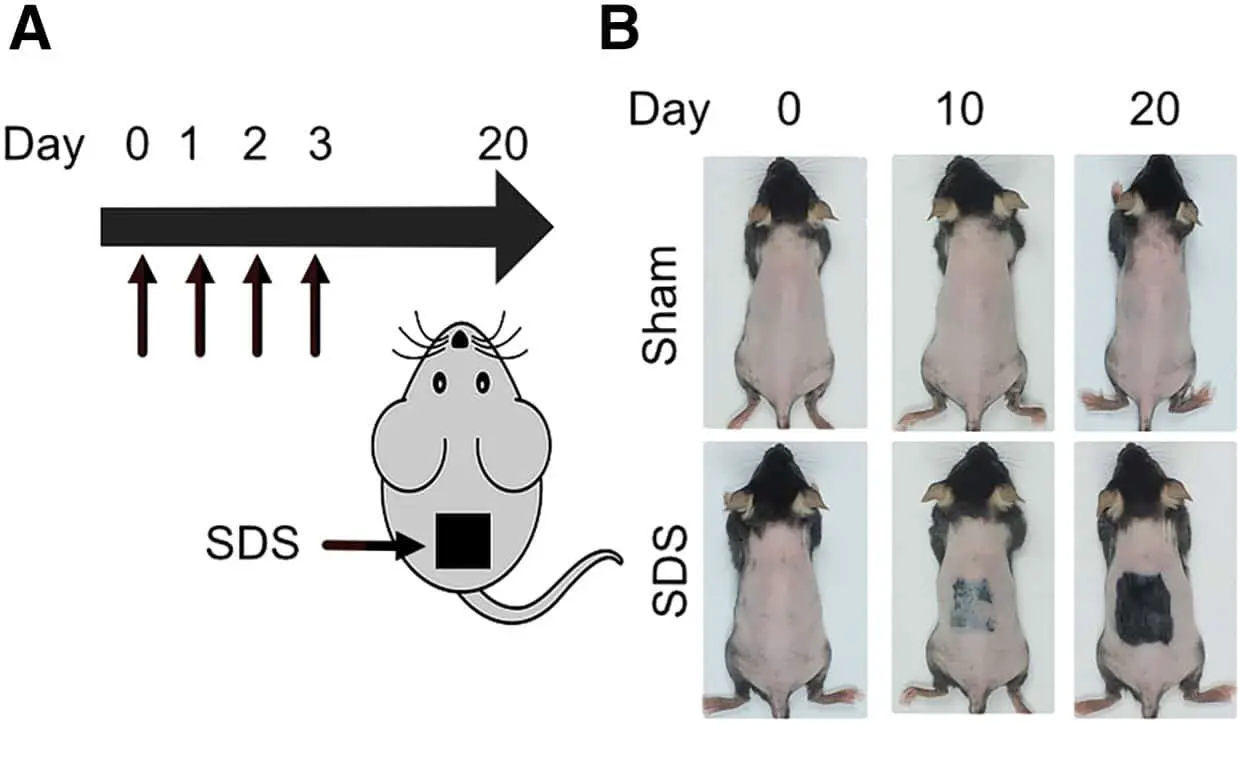 Национальный университет Тайваня сообщает о роли кислот в лечении облысения-0