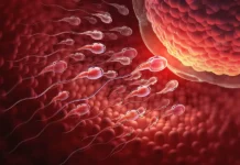 Орегонский университет здоровья и науки и Пермский Политех открывают новые методы получения яйцеклеток из кожи oregonskij universitet zdorovya i nauki i permskij politeh otkryvayut novye metody polucheniya yajczekletok iz kozhi-uralnovosti-ru-0