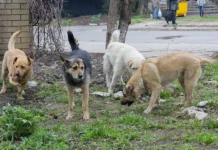 В Красноярском крае организацию «Мой пес» проверяют после ЧП в «Теремке» v krasnoyarskom krae organizacziyu moj pes proveryayut posle chp v teremke-uralnovosti-ru-0