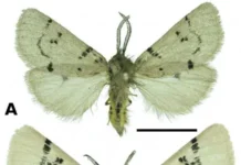 Виталий Спицын из ФИЦКИА РАН отметил новые бабочки с Памира и Тянь-Шаня в Scopus vitalij spiczyn iz ficzkia ran otmetil novye babochki s pamira i tyanshanya v -uralnovosti-ru-0