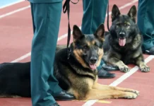 Владимир Путин и Государственная дума принимают новшества для дрессировки собак vladimir putin i gosudarstvennaya duma prinimayut novshestva dlya dressirovki sobak-uralnovosti-ru-0