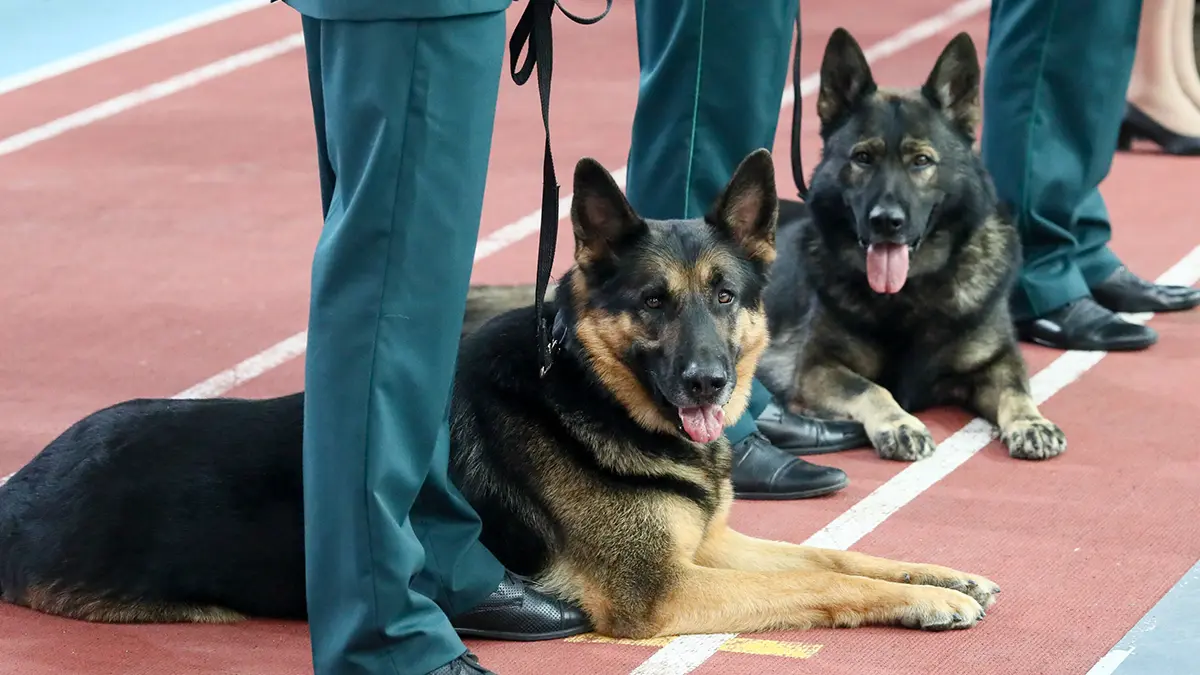 Путин разрешил применять наркотики для дрессировки собак-ищеек