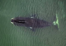 Белок CIRBP от Дениса Фирсанова как ключ к долголетию гренландских китов belok ot denisa firsanova kak klyuch k dolgoletiyu grenlandskih kitov-uralnovosti-ru-0