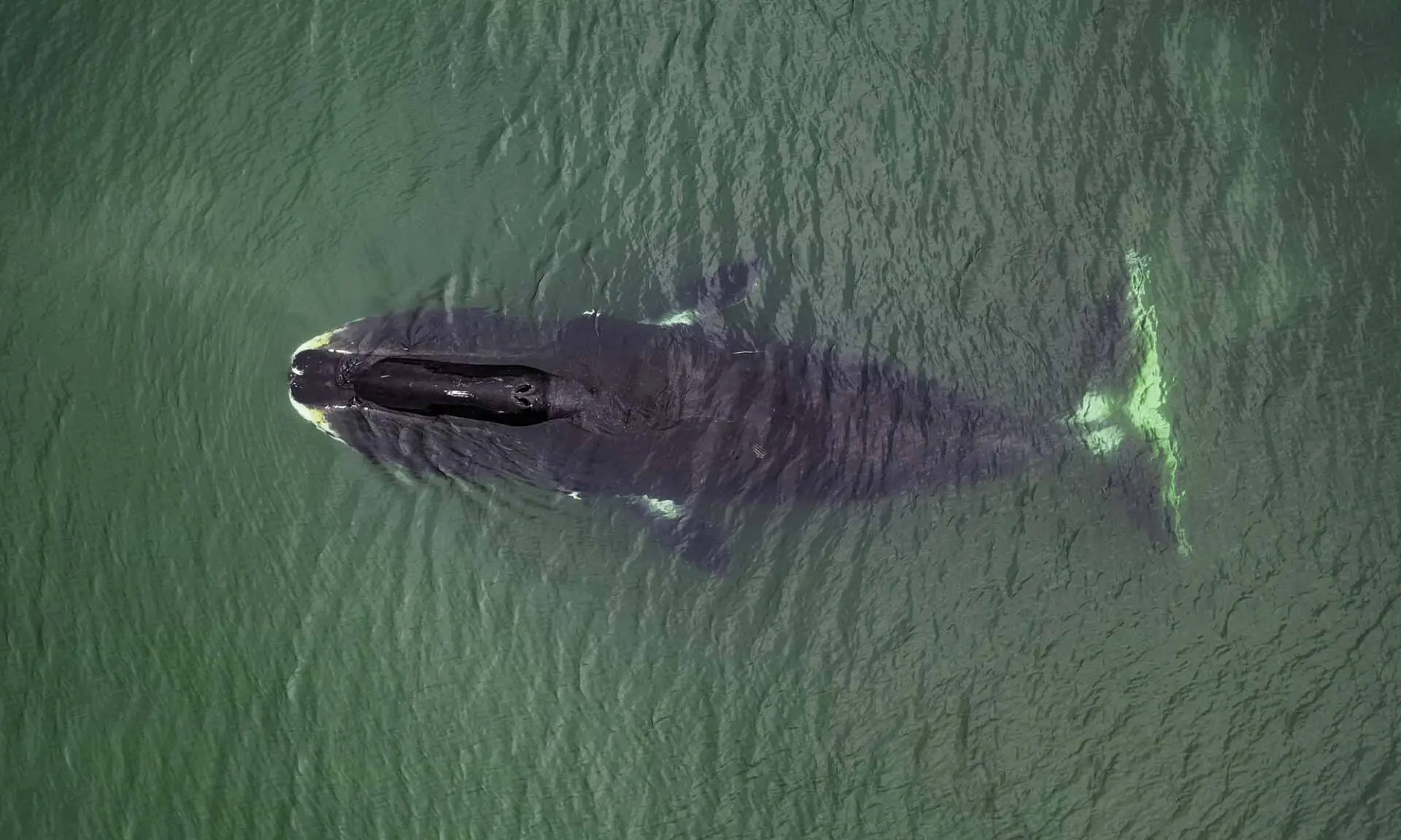 Белок CIRBP от Дениса Фирсанова как ключ к долголетию гренландских китов-0