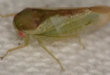 Доктор Элвин Хелден открыл семь новых видов Batracomorphus в Уганде doktor elvin helden otkryl sem novyh vidov v ugande-uralnovosti-ru-0