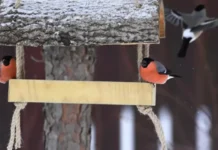 Елена Чернова из Союза охраны птиц России рекомендует зимние угощения elena chernova iz soyuza ohrany pticz rossii rekomenduet zimnie ugoshheniya-uralnovosti-ru-0