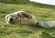 Гётеборгский университет сделал прорывное открытие олигосахаридов в молоке тюленей gyoteborgskij universitet sdelal proryvnoe otkrytie oligosaharidov v moloke tyulenej-uralnovosti-ru-0