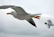 Исследование микропластика в Баренцевом море и серебристые чайки Кольского залива issledovanie mikroplastika v barenczevom more i serebristye chajki kolskogo zaliva-uralnovosti-ru-0