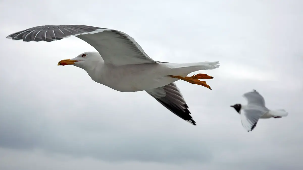 Ученые выяснили, что чайки переносят в желудках микропластик и отравляют им рыбу