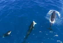 Косатки демонстрируют уникальные стратегии против белых акул в Калифорнийском заливе kosatki demonstriruyut unikalnye strategii protiv belyh akul v kalifornijskom zalive-uralnovosti-ru-0