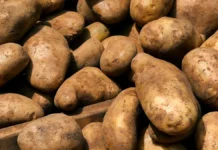 Почему Лукашенко оказался в центре острого дефицита картофеля в Белоруссии и Польше pochemu lukashenko okazalsya v czentre ostrogo deficzita kartofelya v belorussii i polshe-uralnovosti-ru-0