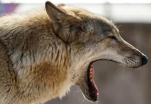 Ученые раскрыли эволюцию волков и собак с мезолита до настоящего времени uchenye raskryli evolyucziyu volkov i sobak s mezolita do nastoyashhego vremeni-uralnovosti-ru-0