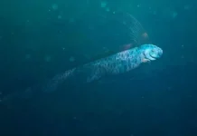 Уникальная находка в Тасмании раскрывает загадки океана и сельдяного короля unikalnaya nahodka v tasmanii raskryvaet zagadki okeana i seldyanogo korolya-uralnovosti-ru-0